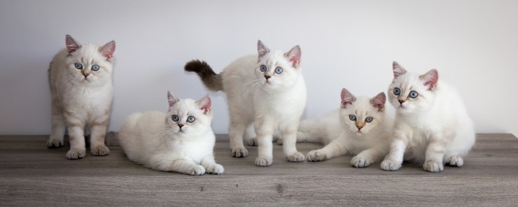 20180902-Fotoshoot poezen Freya en Yorick-20180902-IMG_0266 LR_