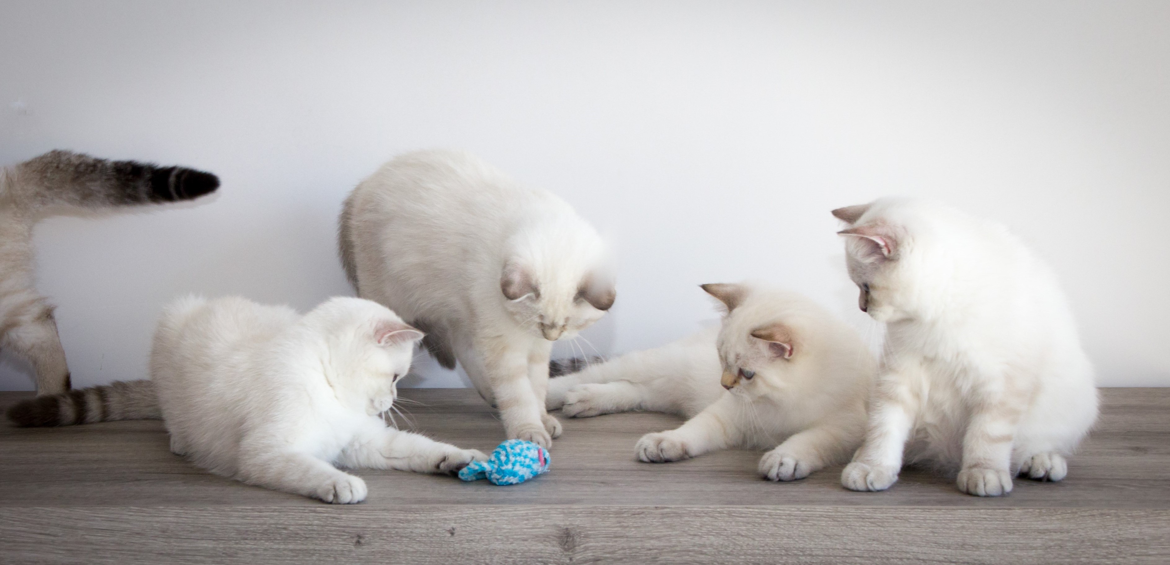20180902-Fotoshoot poezen Freya en Yorick-20180902-IMG_0263 LR_ (2)